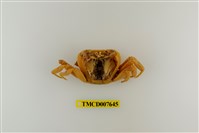 藏品(拉氏清溪蟹)的圖片